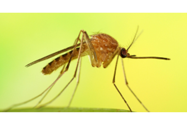 蚊子的發展歷史